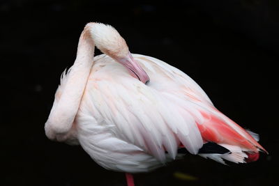 Close-up of a bird