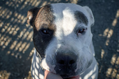 Close-up portrait of dog outdoors