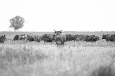 Horses in a field