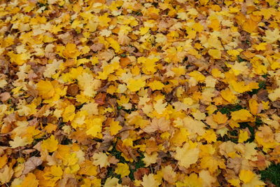 Full frame shot of yellow maple leaves