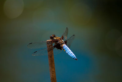 Close-up of dragonfly on stick