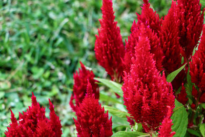 Close-up of red flowers