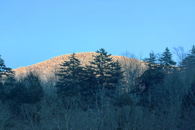 Pine trees on mountain against clear blue sky