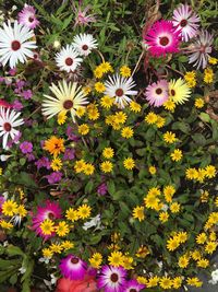 Close-up of purple flowers blooming outdoors