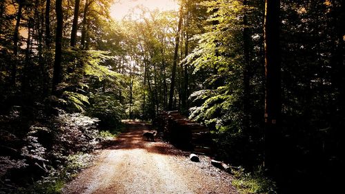 Road passing through forest