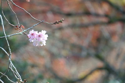 Close-up of pink cherry blossoms in fall.