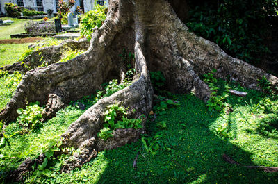 Tree trunk in forest