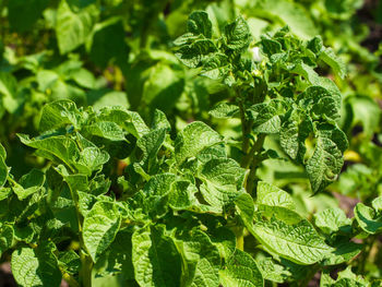 leaf
