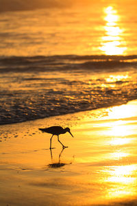 Silhouette bird on shore during sunset