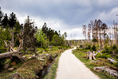 Narrow road along plants and trees against sky