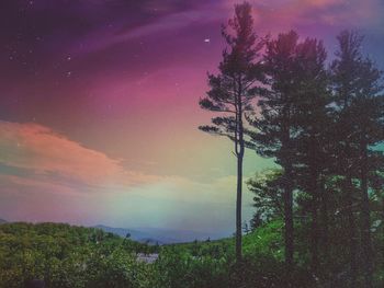Trees against cloudy sky