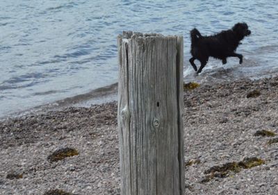 View of horse on beach