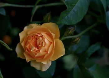 Close-up of rose flower