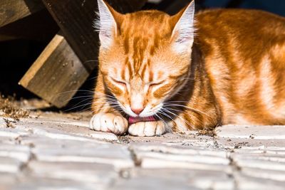 Close-up of a cat resting