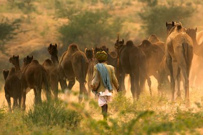 Rear view of man walking with camels in field