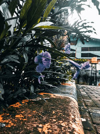 Close-up of purple flowering plant