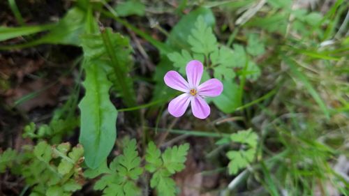 Close-up of pink flowers