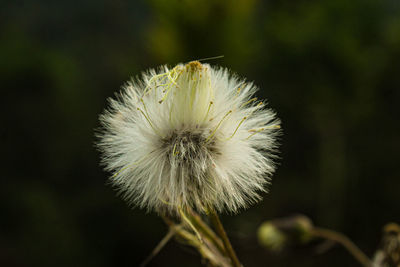 Close-up of dandelion against blurred background