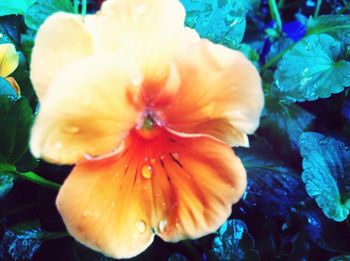 Close-up of orange flowers