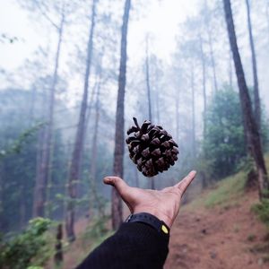 Close-up of hand throwing pine cone in forest