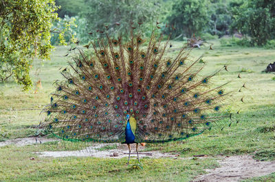 View of a bird on field