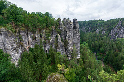 Scenic view of forest against sky