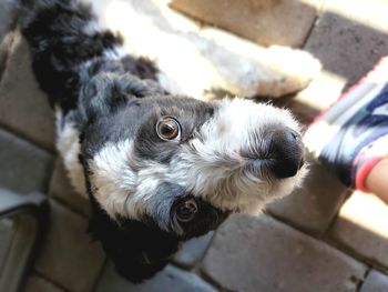 Black and white poodld mix puppy looks up at his best friend while basking in the spring sun.