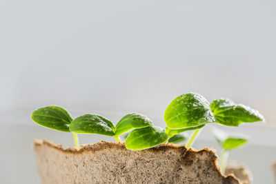 Young cucumber sprout close up