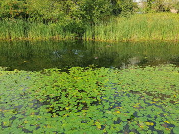 Water lily in lake