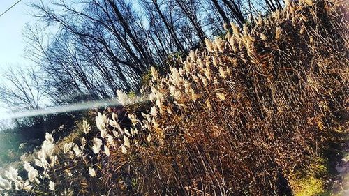 Close-up of tree against sky