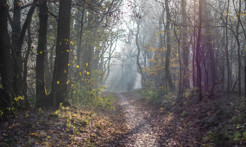 Dirt road amidst trees in forest during autumn