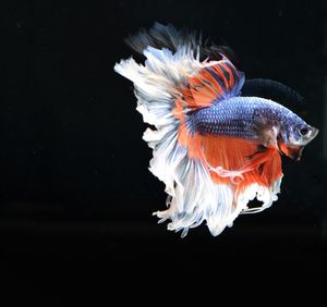 Close-up of fish swimming in sea