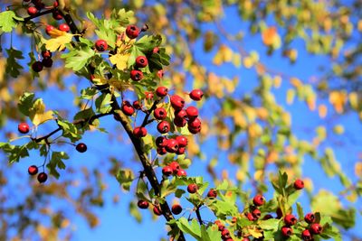 Low angle view of berries growing on tree