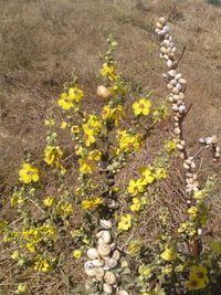 Close-up of plants