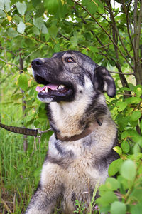 Close-up of a dog looking away