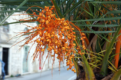 Close-up of autumn tree