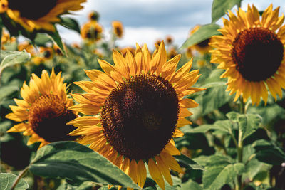 Close-up of sunflower