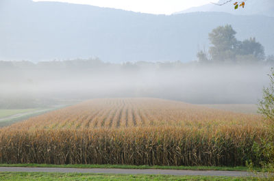 Scenic view of field against sky