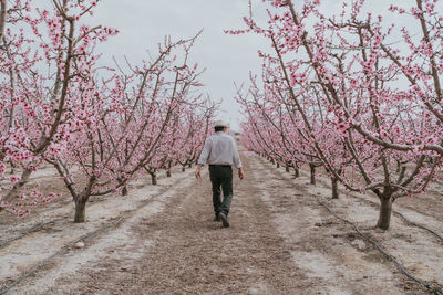 Full body back view of unrecognizable male farmer strolling on pathway along blooming apricot trees with pink flowers in orchard