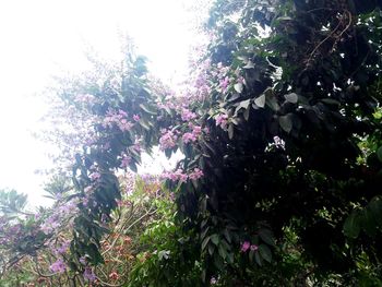 Low angle view of tree against sky