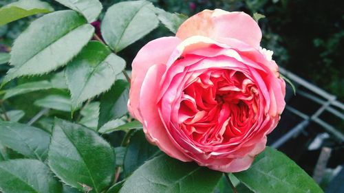 Close-up of pink rose