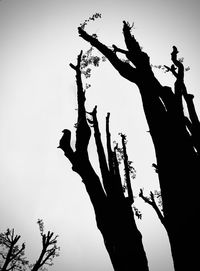Low angle view of silhouette tree against sky