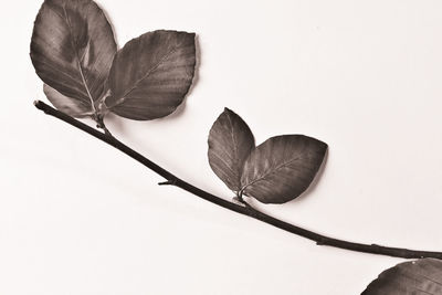 Close-up of dry leaves over white background