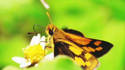 Close-up of butterfly pollinating on flower