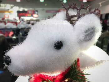 Close-up portrait of white horse