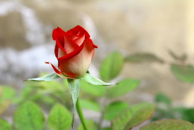 Close-up of red rose