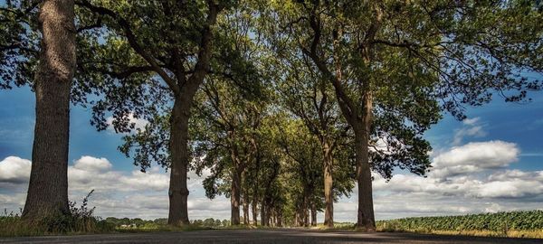 Trees on field against sky