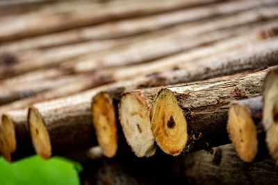 Close-up of bee on wood