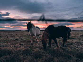 Horses on a field