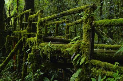 Plants and trees in forest